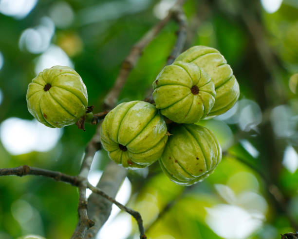 garcinia plod